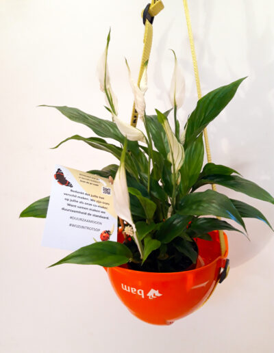 Helmplantage. Marian Dessing, 2025