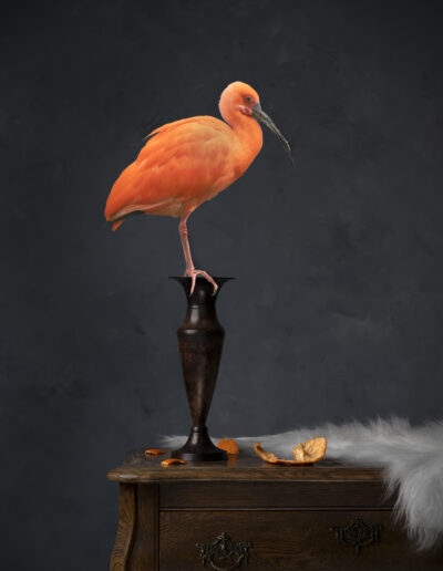 Stilleven, fotografie. Kyra van Opijnen, 2024