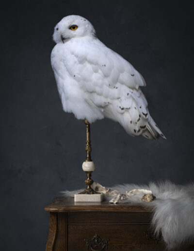 Stilleven, fotografie. Kyra van Opijnen, 2024